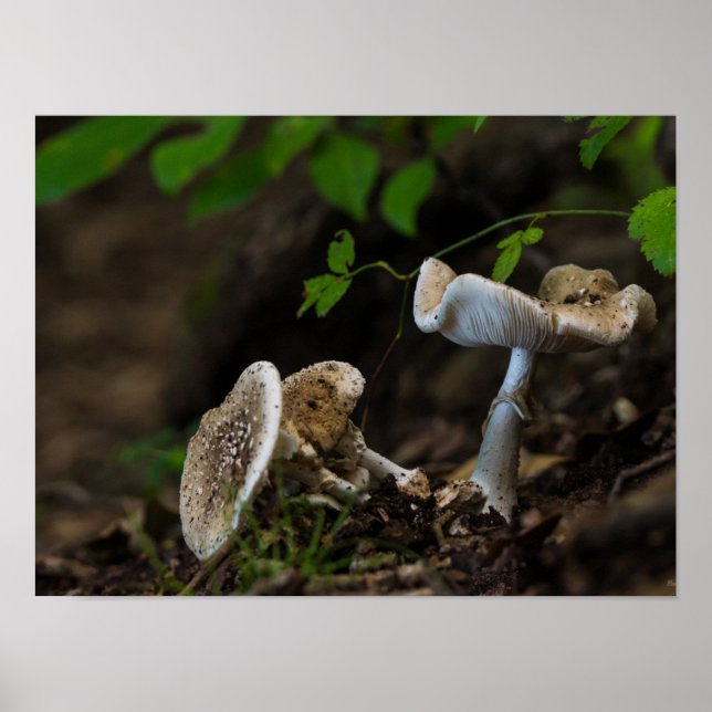 Poisonous Beauty Poster (Framsidan)