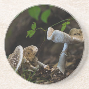 Poisonous Beauty Underlägg Sandsten