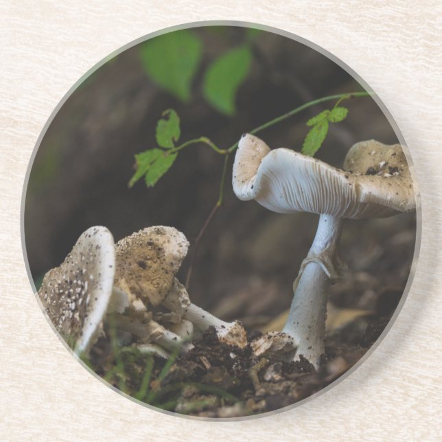 Poisonous Beauty Underlägg Sandsten (Framsidan)