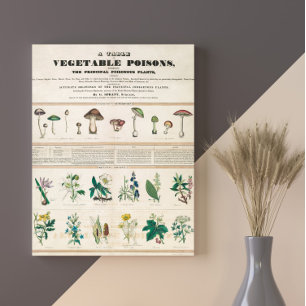 Poisonous Mushroom Vintage Retro 1840-1850 Poster