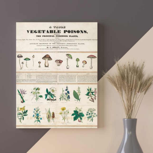 Poisonous Mushroom Vintage Retro 1840-1850 Poster (Skapare uppladdad)