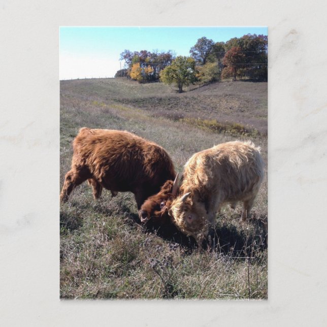 Pojkar är pojkar... vykort (Framsida)