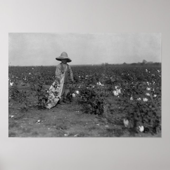 Pojkar Picking Cotton Photograph Väster, Texas Poster (Framsidan)