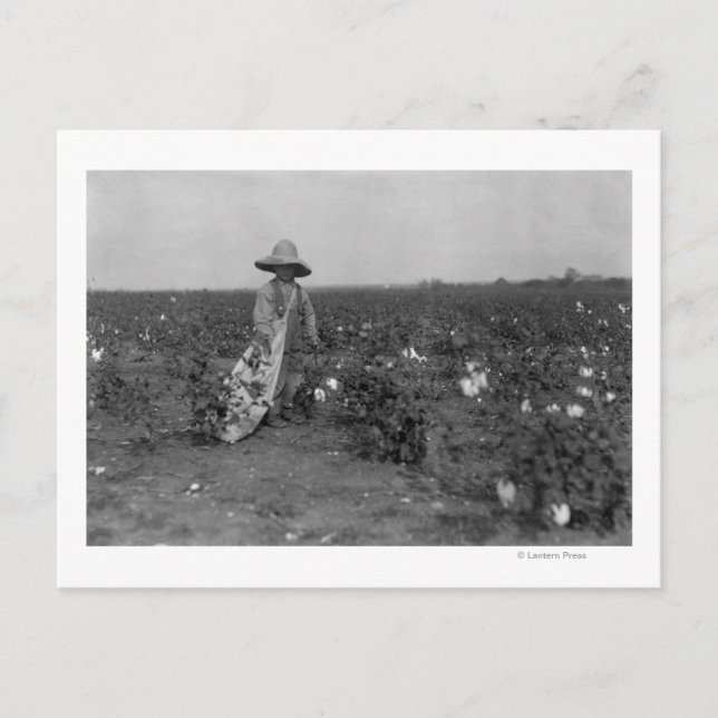 Pojkar Picking Cotton Photograph Väster, Texas Vykort (Framsida)
