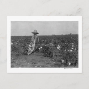 Pojkar Picking Cotton Photograph Väster, Texas Vykort