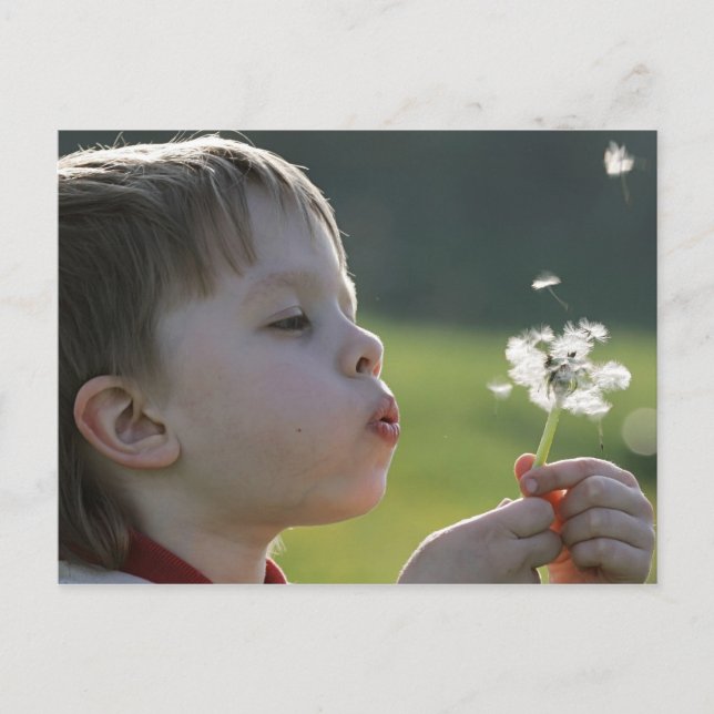 Pojken i dandelion-ängen. vykort (Framsida)
