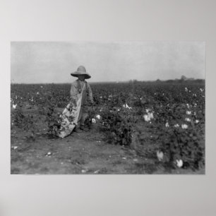 Pojkeplockningbomull fotograferar väster, Texas Poster