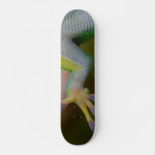 Pojks Gecko Skateboard Bräda 21,5 Cm