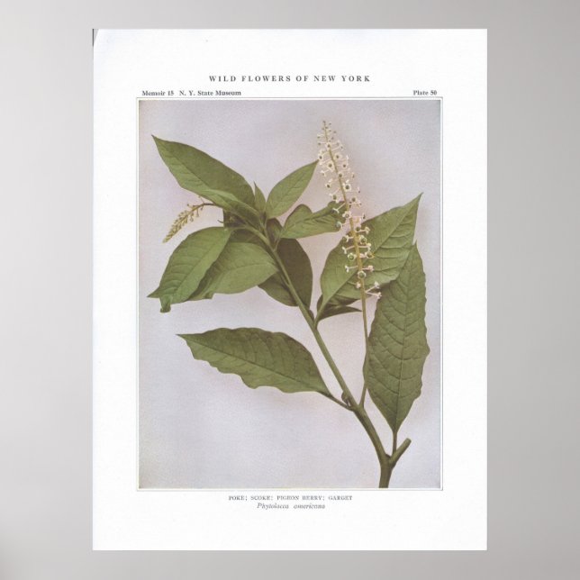 Poke; Skoke; Pigeon Berry; Garget Poster (Framsidan)