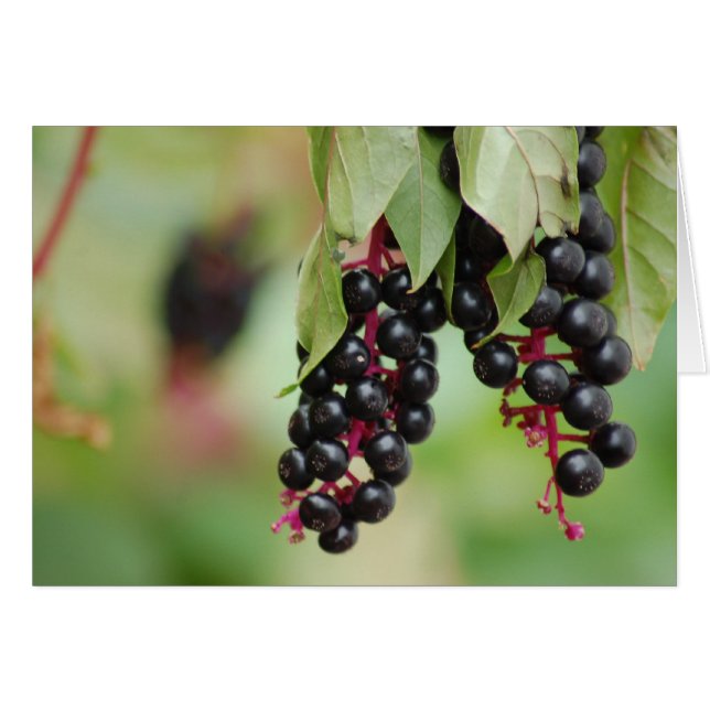 Pokeweed Berries OBS Kort (Framsidan Horizontal)
