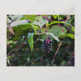 Pokeweed Berries vykort