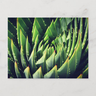 Pokey Succulent Vykort