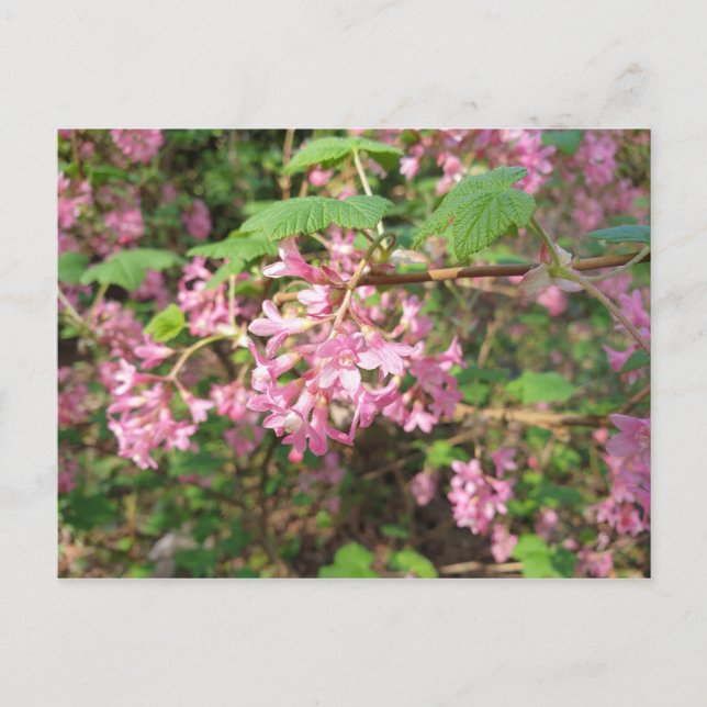 Pokey's Pink i Parken Vykort (Framsida)