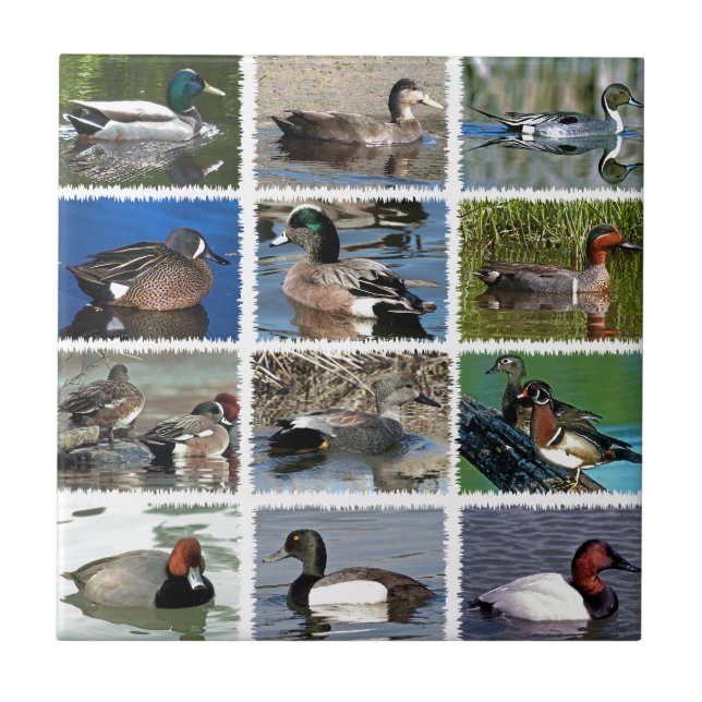 Pöl duckar logotypen kakelplatta (Framsidan)