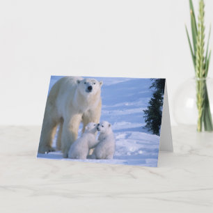 Polar av honkön Står med 2 Unge vid henne Kort