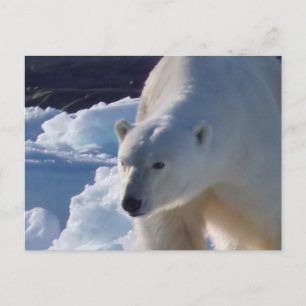 Polar av vild vykort