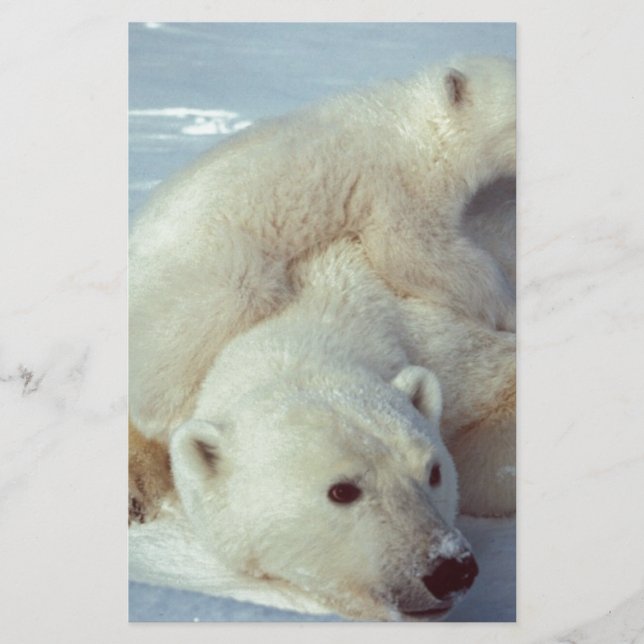Polar Bear (Framsida)