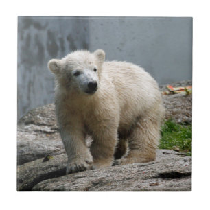 Polar Bear 010 Kakelplatta