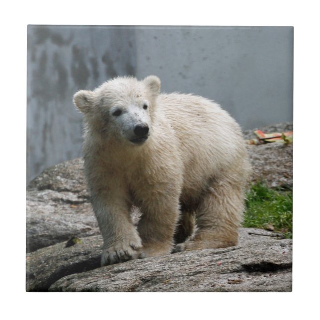 Polar Bear 010 Kakelplatta (Framsidan)