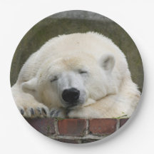 Polar_Bear_2015_0301