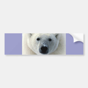 Polar Bear Ansikte Bildekal