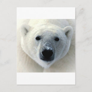 Polar Bear Ansikte Vykort