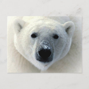 Polar Bear Ansikte Vykort