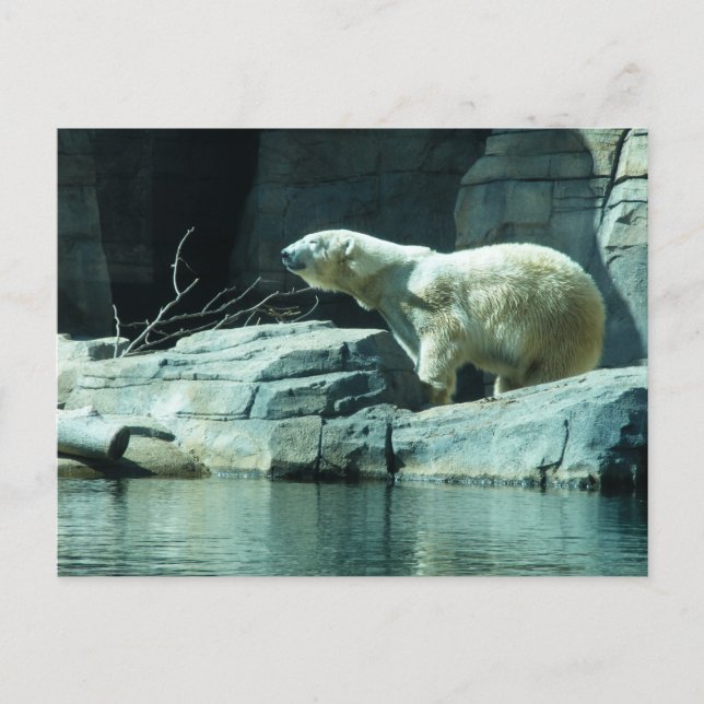Polar Bear: Berlin Vykort (Framsida)