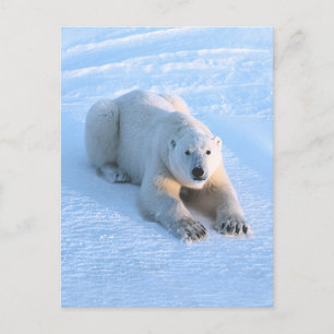 Polar Bear Blue Vykort