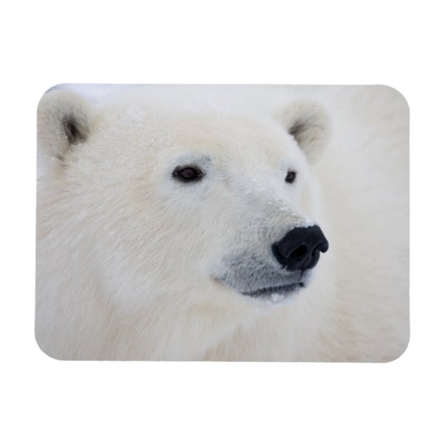 Polar Bear Churchill Magnet (Horisontell)