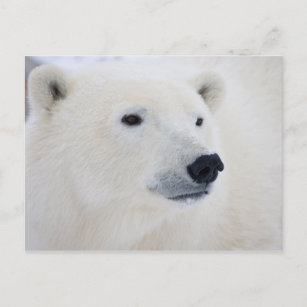 Polar Bear Churchill Vykort