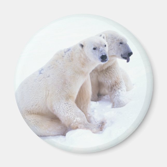 Polar Bear Duo Magnet (Framsidan)
