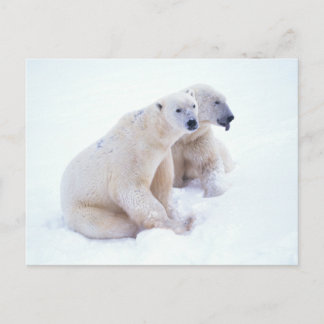 Polar Bear Duo Vykort
