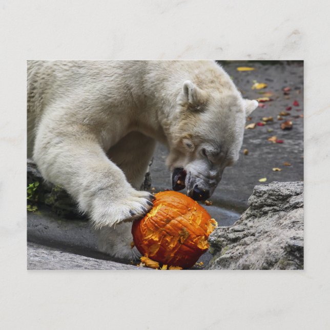 Polar Bear Eating a Pumpkin Vykort (Framsida)