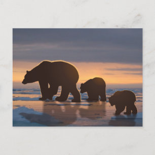 Polar Bear-familjen Vykort
