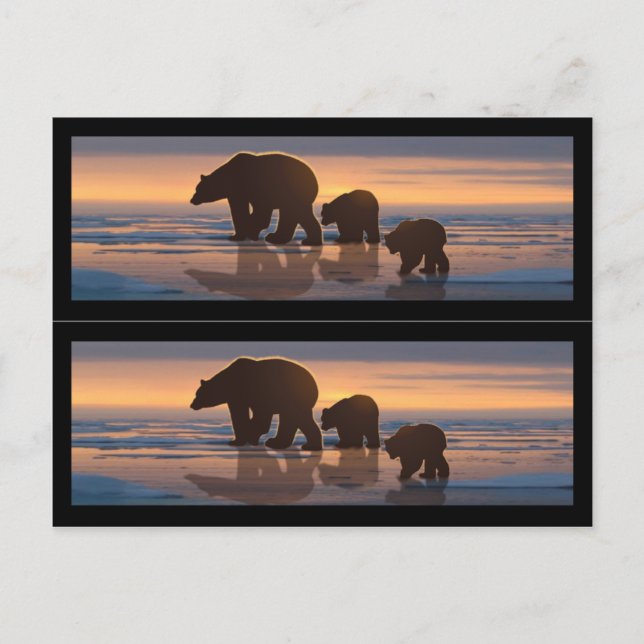Polar Bear Family Bok-markörer Vykort (Framsida)