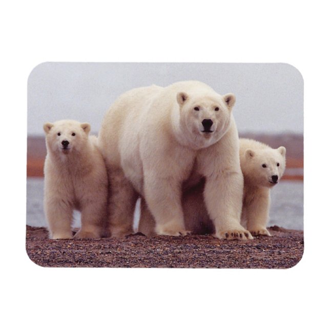 Polar Bear Family Cute Photo Magnet (Horisontell)