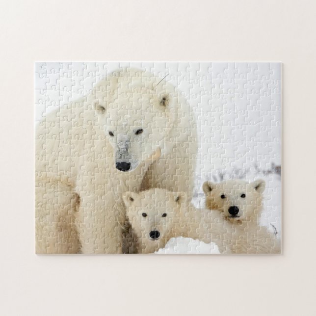 Polar Bear Family, Jigszawa Puzzle Pussel (Horisontell)