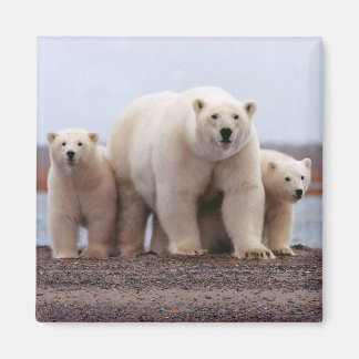 Polar Bear Family Magnet
