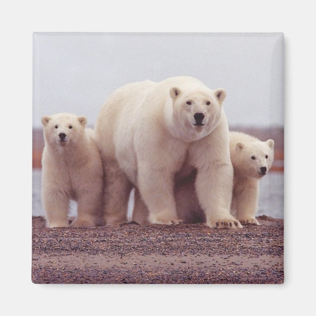 Polar Bear Family Magnet (Framsidan)