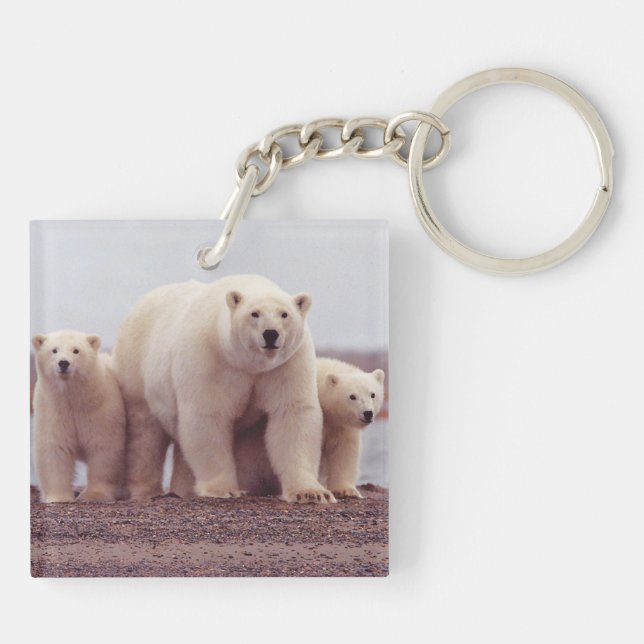 Polar Bear Family Mother and Cubs Photo (Baksidan)