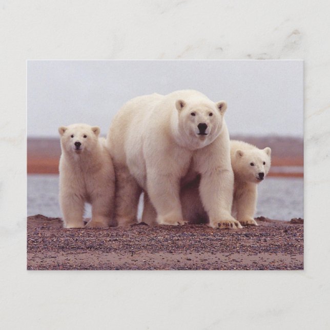 Polar Bear Family Mother and Cubs Photo Vykort (Framsida)
