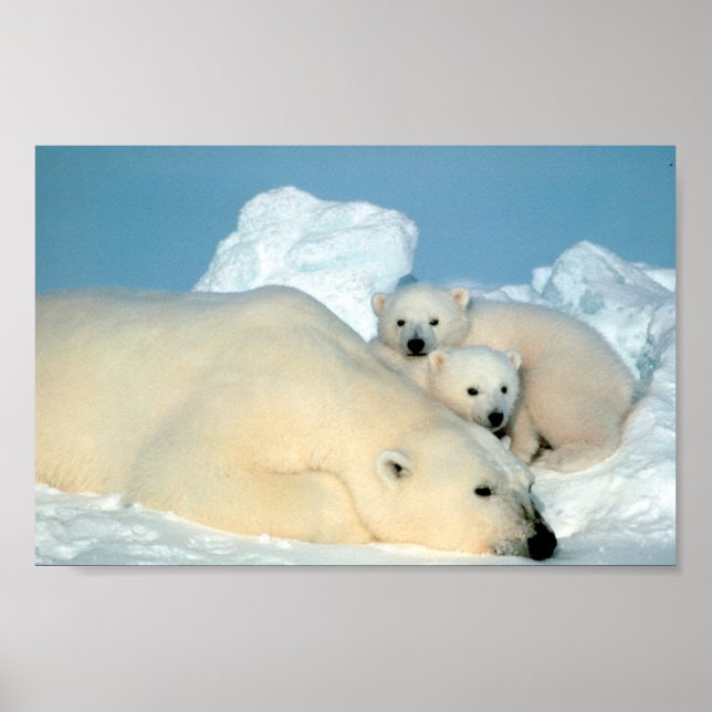 Polar Bear Family Poster (Framsidan)