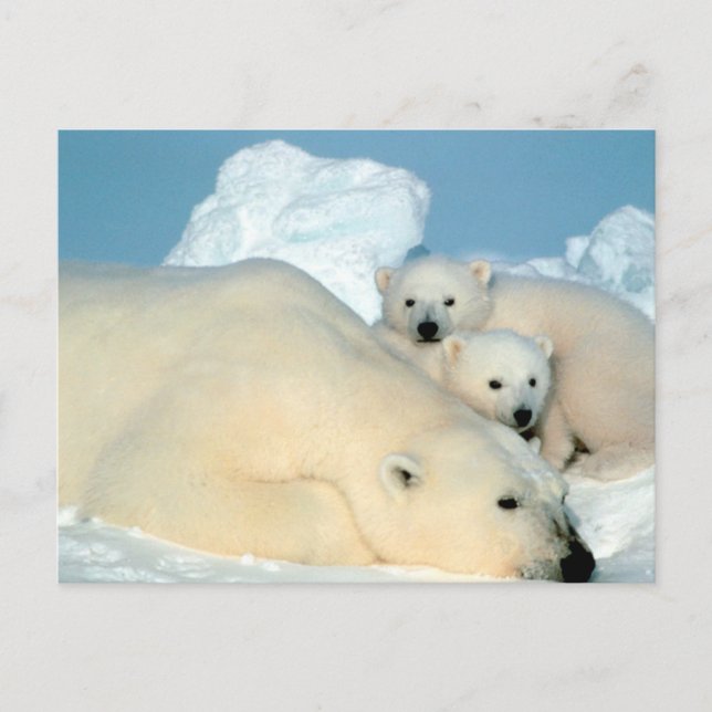 Polar Bear Family Vykort (Framsida)
