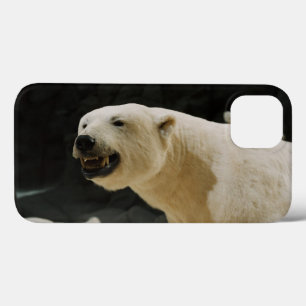 Polar Bear Flin