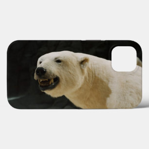 Polar Bear Flin