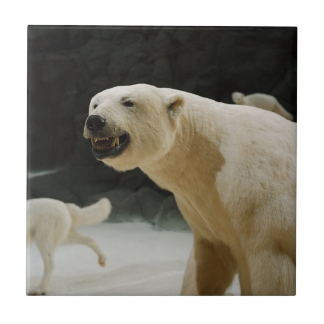 Polar Bear Flin Kakelplatta (Framsidan)