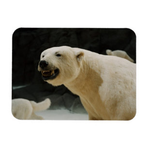 Polar Bear Flin Magnet