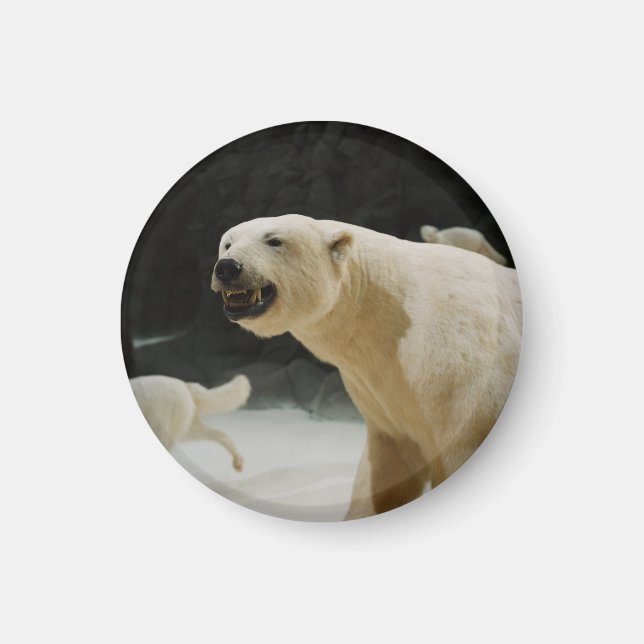 Polar Bear Flin Magnet (Framsidan)