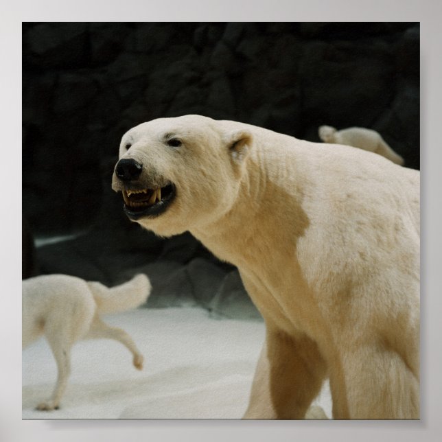 Polar Bear Flin Poster (Framsidan)